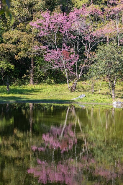 Nahaufnahme der wilden Himalaya-Kirsche Prunus cerasoides oder der thailändischen Sakura-Blume