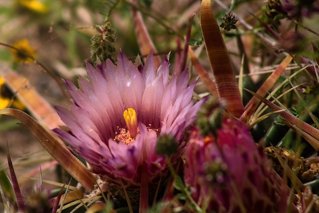 Nahaufnahme der Wüstenkaktusblüte mit Dornen herum