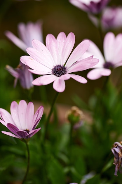 Nahaufnahme der zusammengesetzten rosa Gänseblümchen, die im Sommer einzeln am Ende der Äste in einem Feld wachsen Viele schöne Pflanzen blühen in der Natur Garten gefüllt mit hübschen lila Blumen Flora im Hof