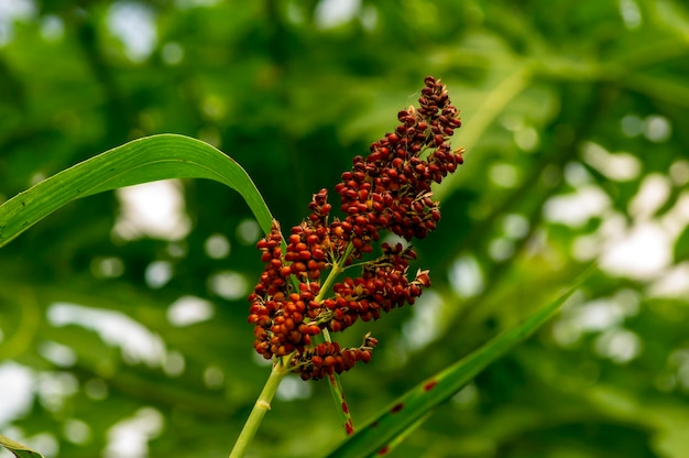 Nahaufnahme der zweifarbigen Sorghum-Lösung für erneuerbare Energien Ausgewählter Fokus