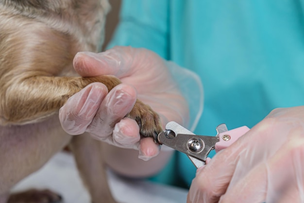 Nahaufnahme des Abschneidens der Nägel von kleinen Hunden Pflege von Katzen und Hunden hygienische Verfahren mit Haustieren