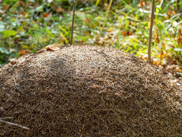 Nahaufnahme des Ameisennests. Großer Ameisenhügel im Sommerwald.