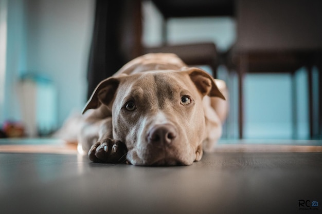 Nahaufnahme des amerikanischen Pitbull-Terriers, der auf dem Boden liegt