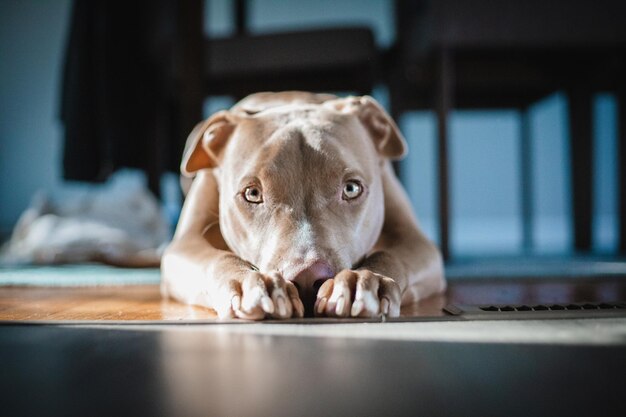 Nahaufnahme des amerikanischen Pitbull-Terriers, der auf dem Boden liegt