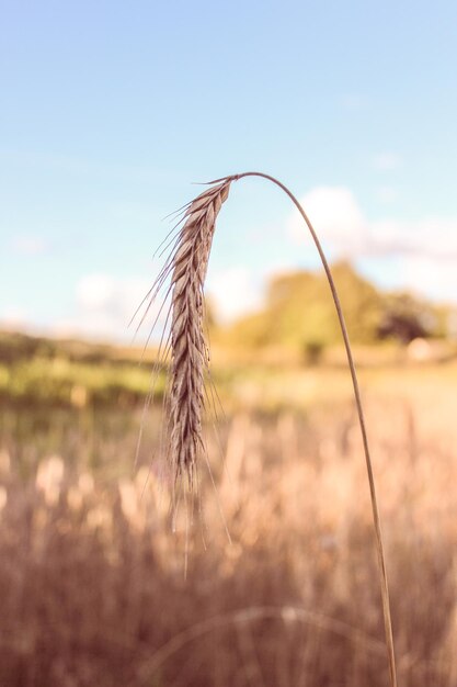 Foto nahaufnahme des anbaus auf dem feld