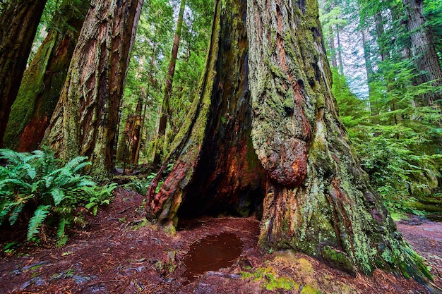 Nahaufnahme des ausgehöhlten Baumstamms des alten Redwood-Baums