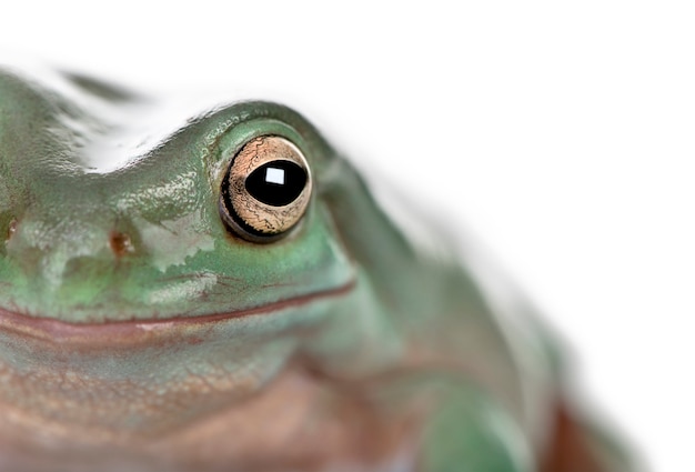 Nahaufnahme des australischen grünen Laubfrosches, Litoria caerulea