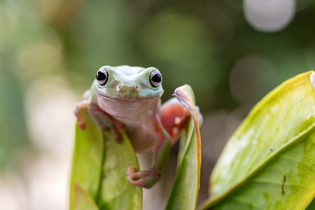 Nahaufnahme des australischen grünen Laubfrosches