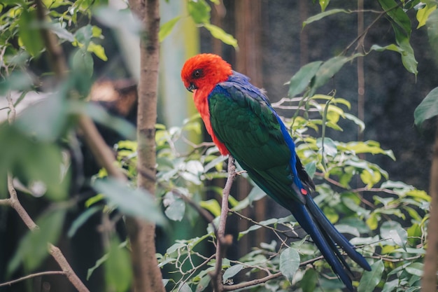 Nahaufnahme des australischen Königspapagei Alisterus scapularis auf dem Ast