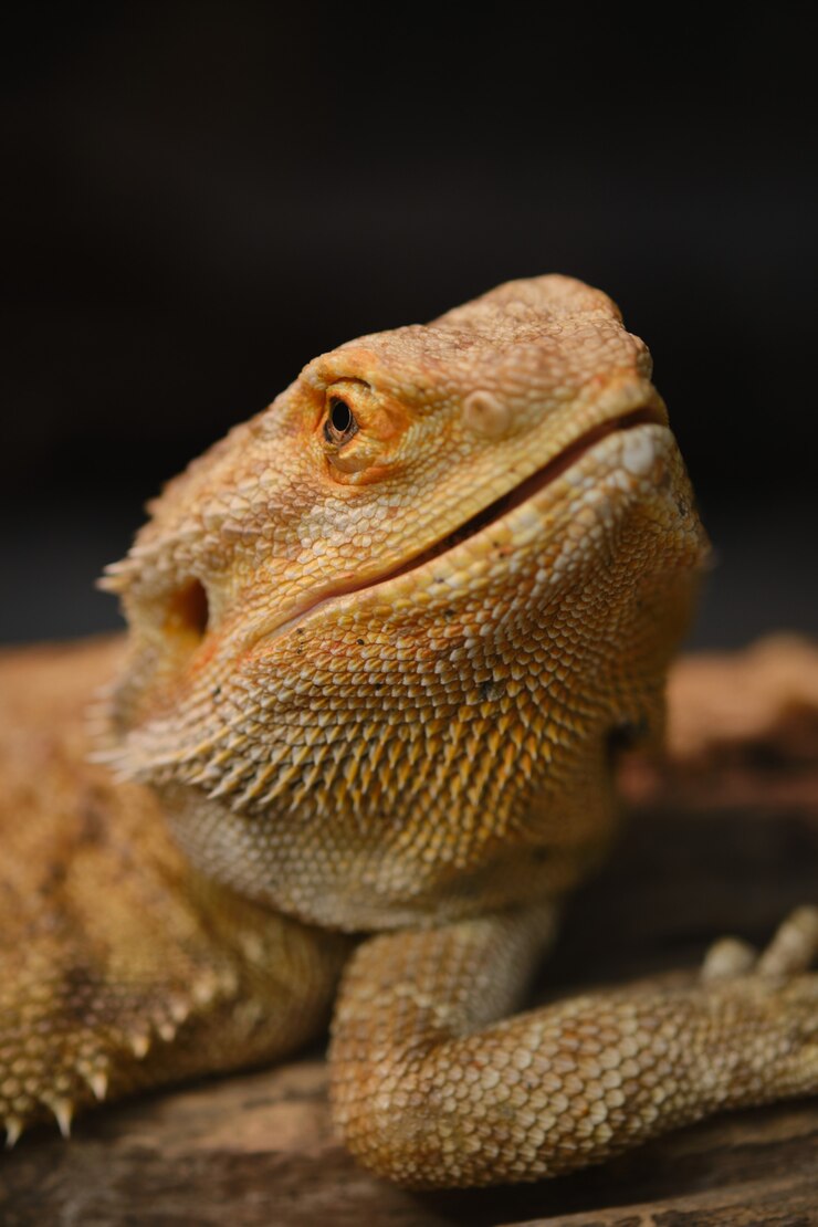 Nahaufnahme des bärtigen Drachen