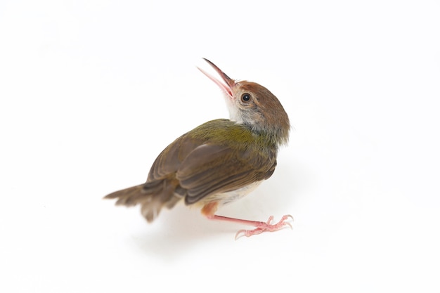 Nahaufnahme des Bar-Winged Prinia-Vogels