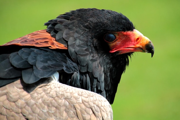 Foto nahaufnahme des bateleur-adlers