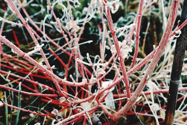 Foto nahaufnahme des baumes im winter