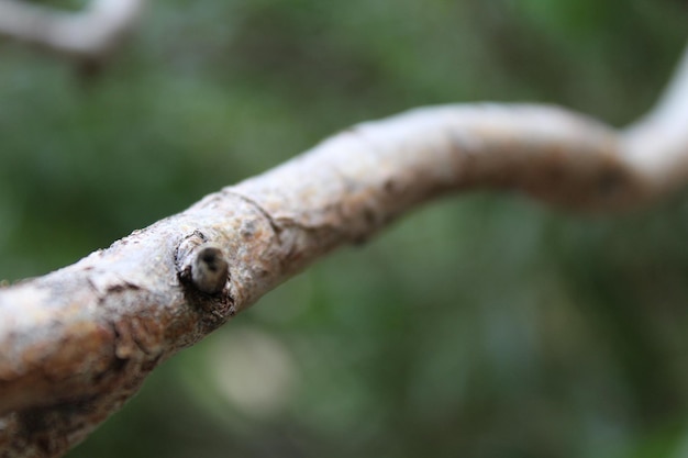 Foto nahaufnahme des baumes