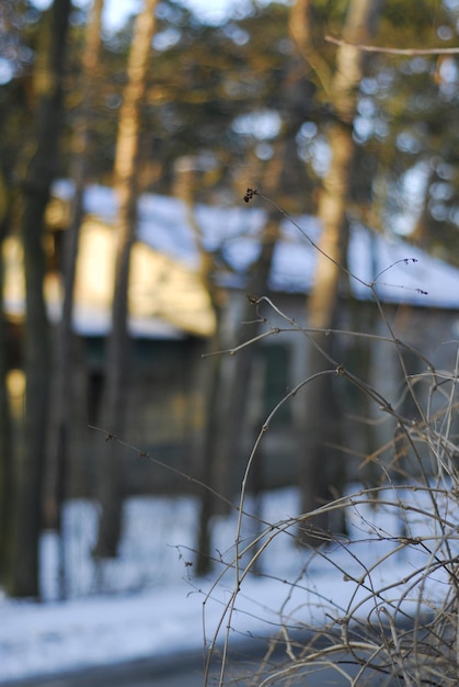 Foto nahaufnahme des baumes