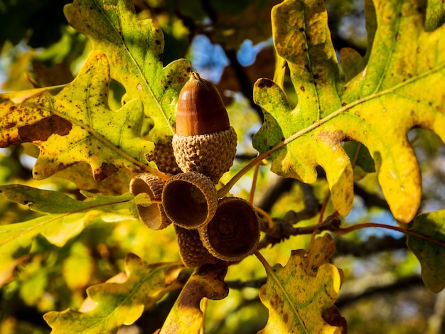 Foto nahaufnahme des baumes