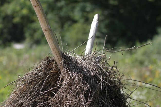 Foto nahaufnahme des baumes