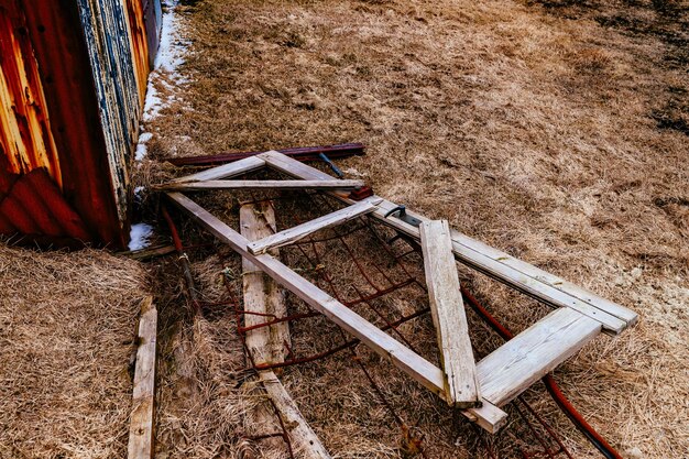 Foto nahaufnahme des baumes