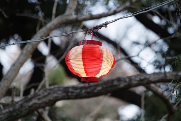 Foto nahaufnahme des baumes