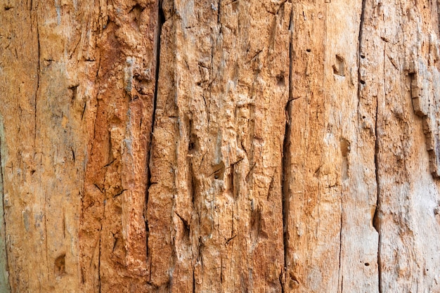 Nahaufnahme des Baumstammes ohne Barke mit Kennzeichen von werfenden Messern