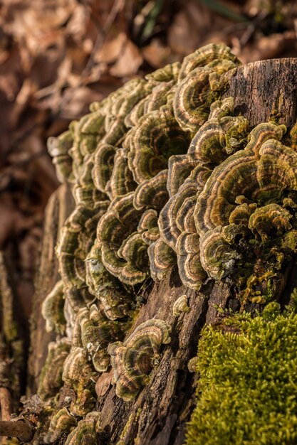 Foto nahaufnahme des baumstammes