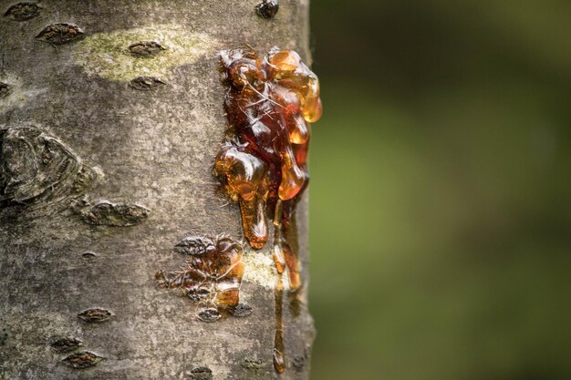 Foto nahaufnahme des baumstammes