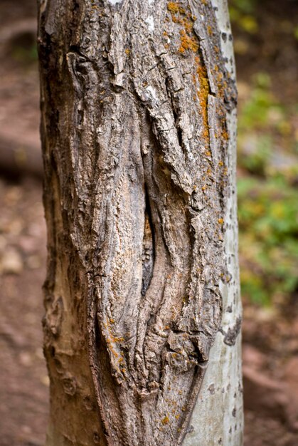 Foto nahaufnahme des baumstammes