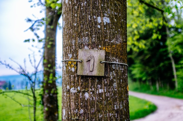 Foto nahaufnahme des baumstamms