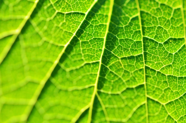 Nahaufnahme des Blattes grünes Blatt im Garten Makro des grünen Blattes im Wald Textur des Blattes