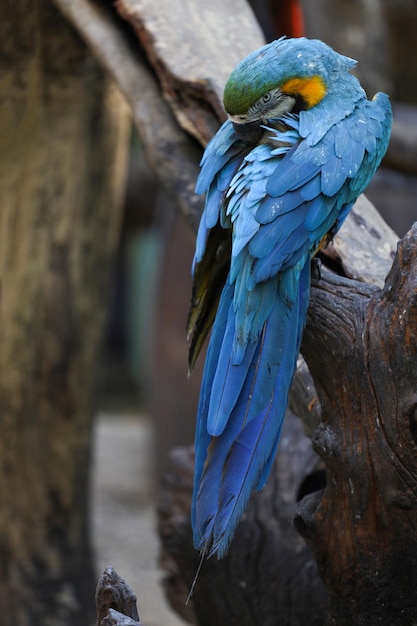 Nahaufnahme des blauen und gelben Ara-Papageienvogels im Garten