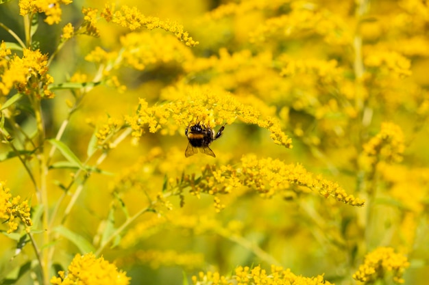 Nahaufnahme des blühenden gelben Blütenstandes von Solidago canadensis