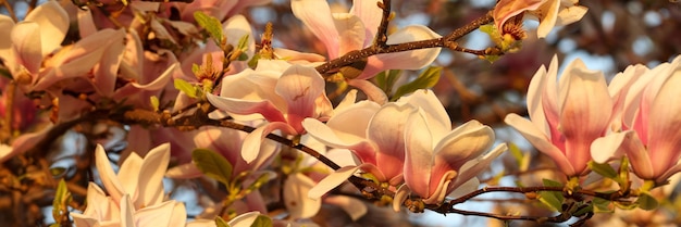 Nahaufnahme des blühenden rosa und weißen Magnolienbaums im Frühling Magnolienbaumblüte im Frühling