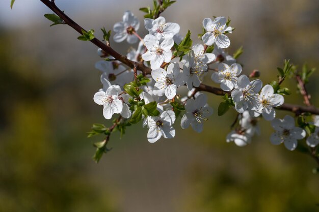 Nahaufnahme des blühenden Zweiges des Obstbaums