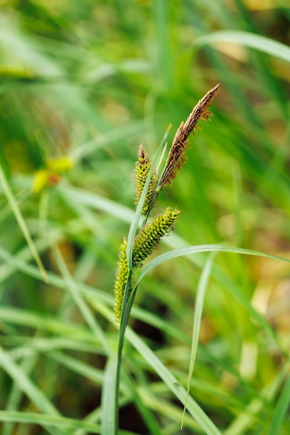 Nahaufnahme des Blütenstandes der grünen Carex-Pendel-Weeping-Sedge Hängesedge Cyperaceae Natur-Botanik-Wildpflanze