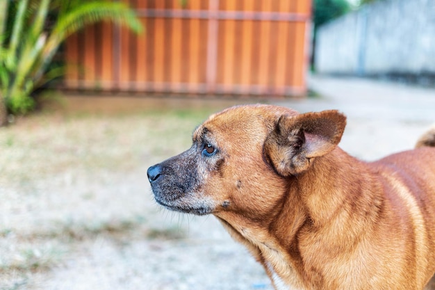 Nahaufnahme des braunen Hundes im Garten