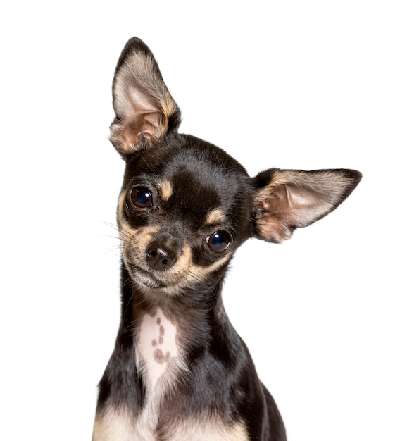 Nahaufnahme des Chihuahua-Hundes, ausgeschnitten