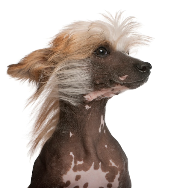 Nahaufnahme des chinesischen Haubenhundes mit den Haaren im Wind, 7 Jahre alt,