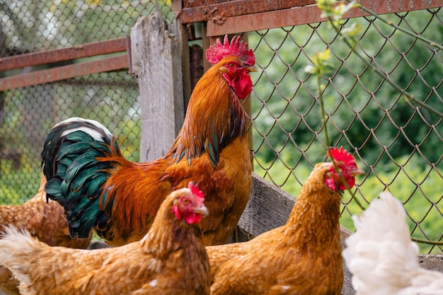 Nahaufnahme des erwachsenen Hahns mit Hühnern im Fahrerlager Porträt des stattlichen Rudelführers im Coop im Freien