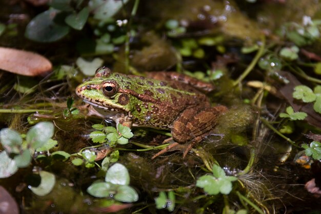 Nahaufnahme des essbaren Frosches (Pelophylax Esculentus) auf einer Pfütze.