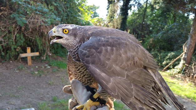 Foto nahaufnahme des eurasischen sparrowhawks