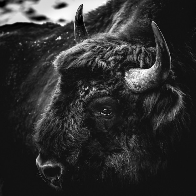 Nahaufnahme des europäischen Bisons