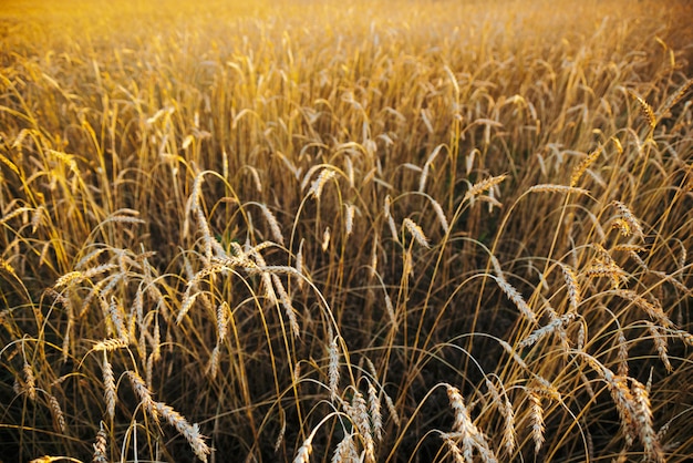 Nahaufnahme des Feldgoldweizens im Sonnenlicht mit copyspace. Lebhafter goldener Roggen funkelt in der Sonne. Schönes helles Feld am sonnigen Tag. Szenisches buntes landwirtschaftliches strukturiertes. Weizen in Makro.