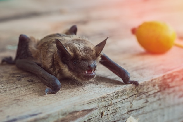 Foto nahaufnahme des fledermausgesichtes