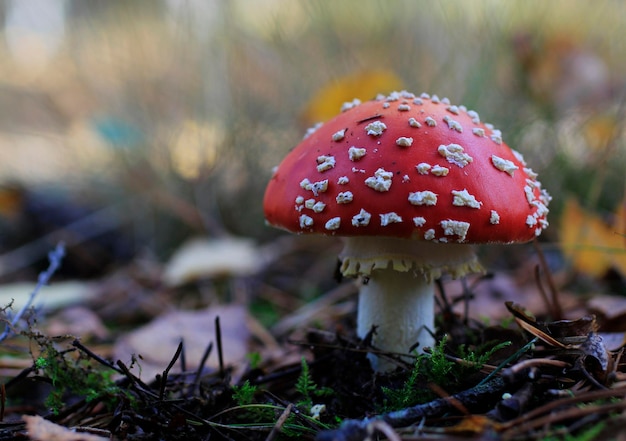 Nahaufnahme des Fliegenagarischen Pilzes