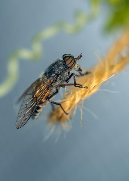 Nahaufnahme des Fliegens von Insekten