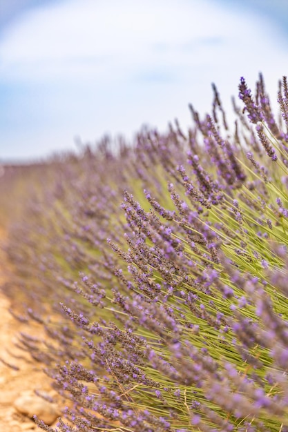 Nahaufnahme des französischen Lavendelblumenfeldes bei Sonnenuntergang. Sonnenuntergang über einem violetten Lavendelfeld in der Provence