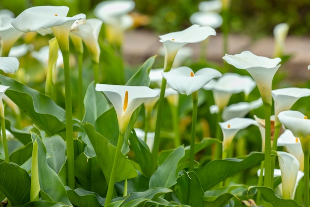 Nahaufnahme des Frühlings-Calla-Lilienparks, weiße Calla-Lilie, Calla-Lilienblüten