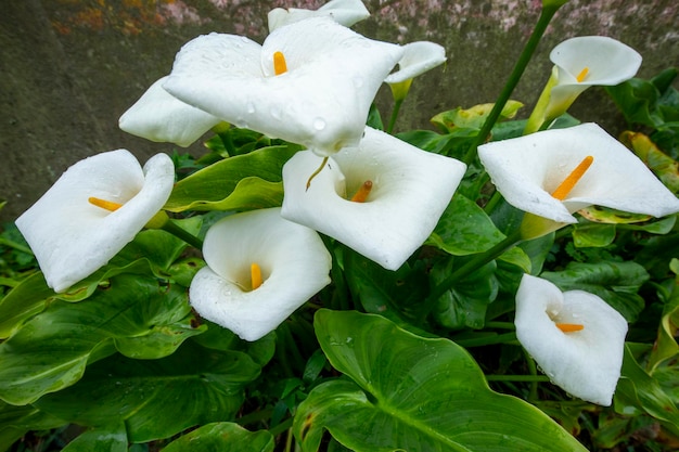 Nahaufnahme des Frühlings-Calla-Lilienparks, weiße Calla-Lilie, Calla-Lilienblüten