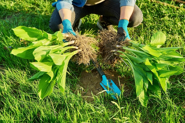 Nahaufnahme des Frühlings, der den Busch der Hosta-Pflanze teilt und pflanzt