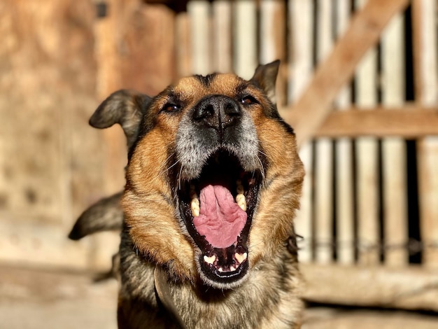 Foto nahaufnahme des gähnens eines hundes